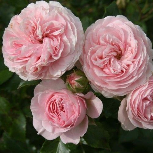 Rosa Larissa® - rosa - bodendecker rosen